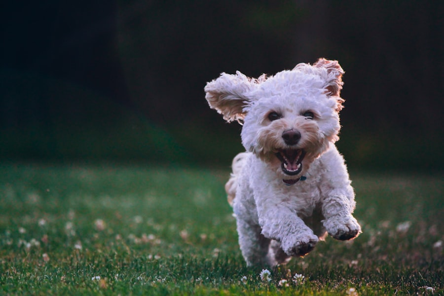 Fetch & Stay Suites environment