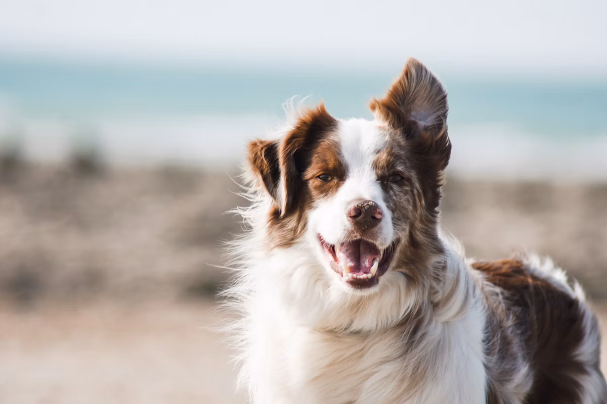 Groomer working with a calm dog